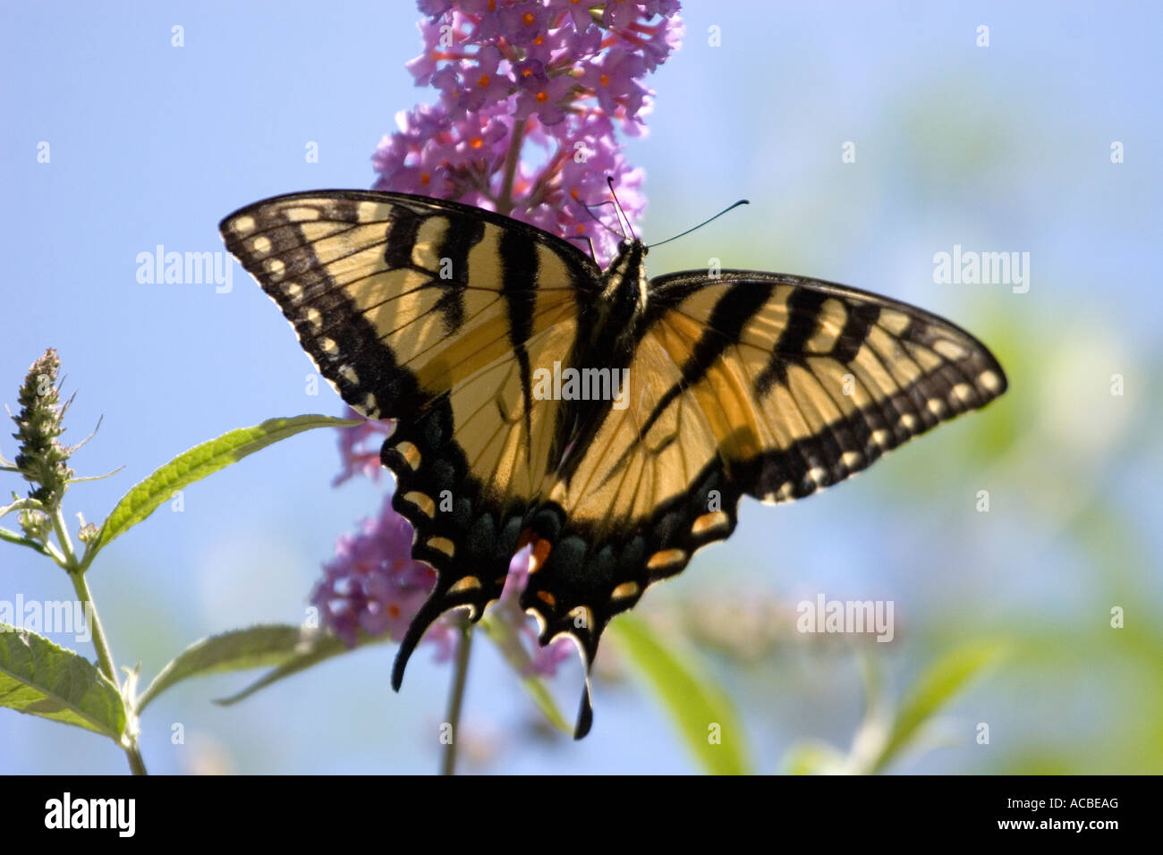Östliche Tiger Schwalbenschwanz-Schmetterling mit Flügeln verteilt auf lila Blume gegen blauen Himmel Stockfoto