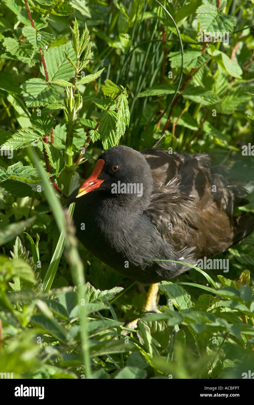 Moorhen Gallinula chloropus Stockfoto