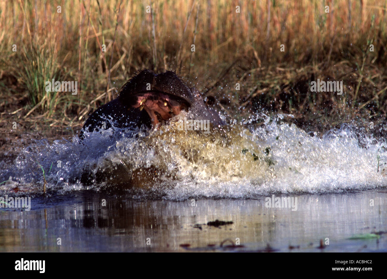 Flusspferd Hippopotamus amphibius befestigen, Stockfoto
