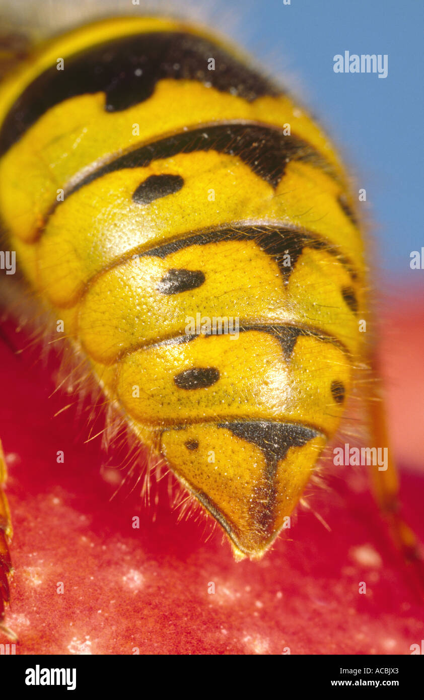 'Gemeinsame Wespe' Bauch 'Vespula Vulgaris' UK Stockfoto