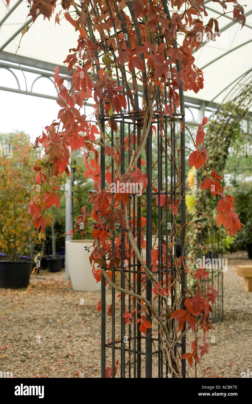 Parthenocissus wildem Boston-Efeu wchst auf Pergola im Garten-Center  Stockfotografie - Alamy