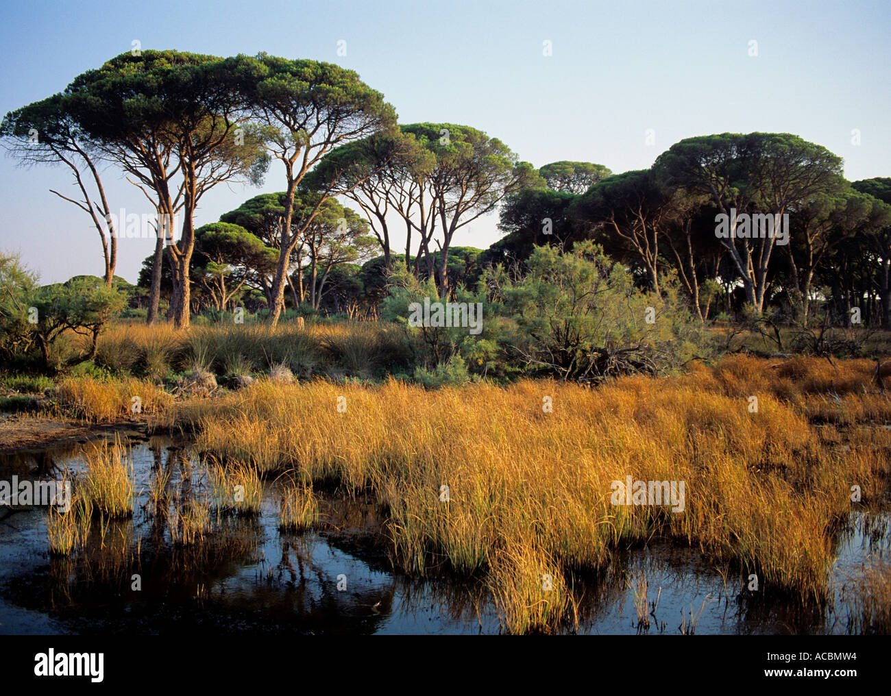 Sumpfland am Kap Araxos am Abend Region Peloponnes Griechenland Stockfoto