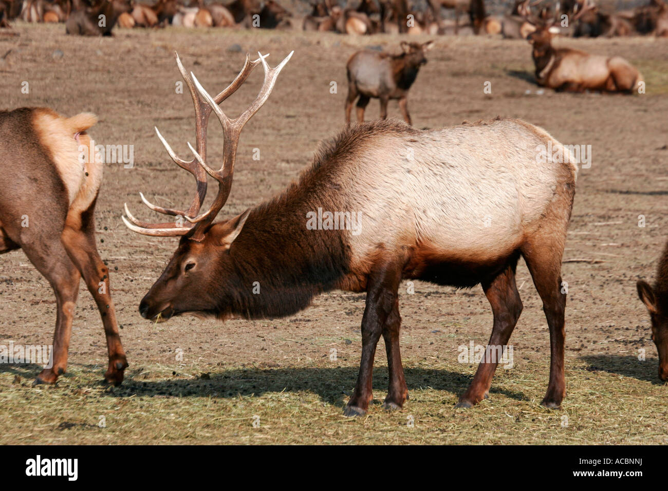 Ein Stier weidet Rocky Mountain Elk auf einer Wiese entlang der östlichen Kaskaden in der Nähe von Naches Washington Stockfoto