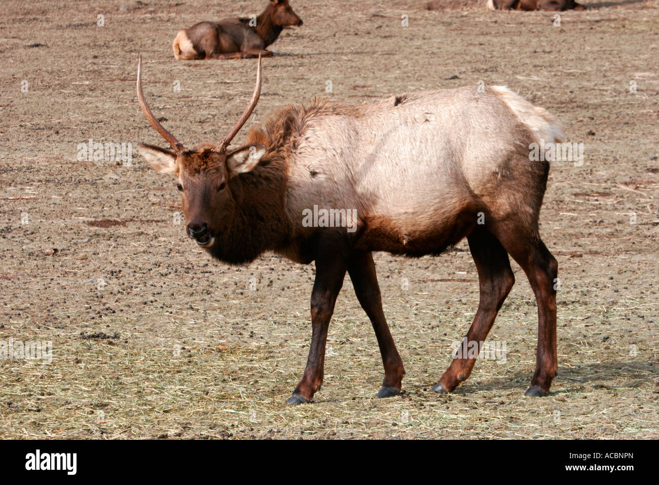 Ein Rocky Mountain Elk auf einer Wiese entlang der östlichen Kaskaden in der Nähe von Naches Washington Stockfoto