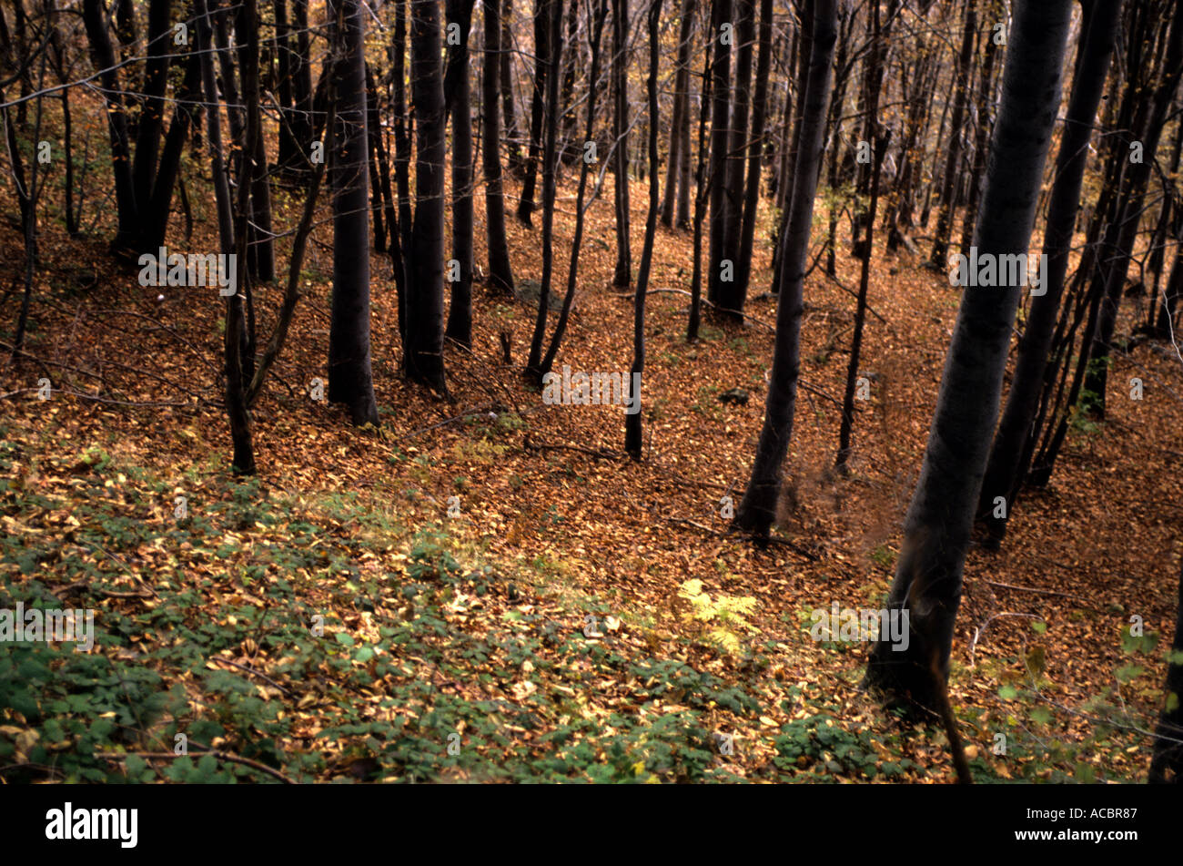 EIN WALD-SZENE IN NORDITALIEN Stockfoto