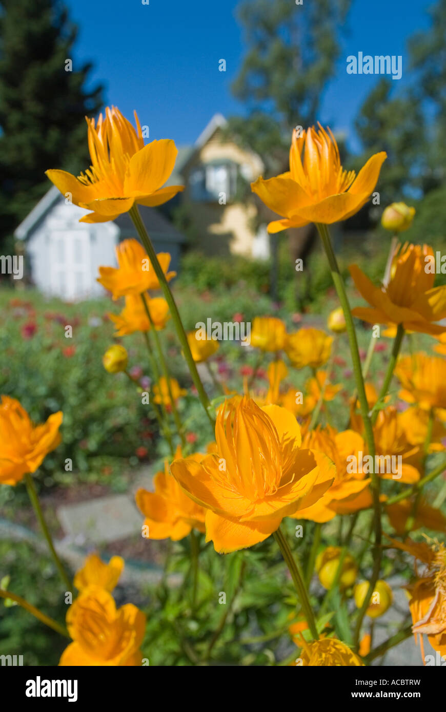 Trollblume-Orange Globus Blumen Stockfoto