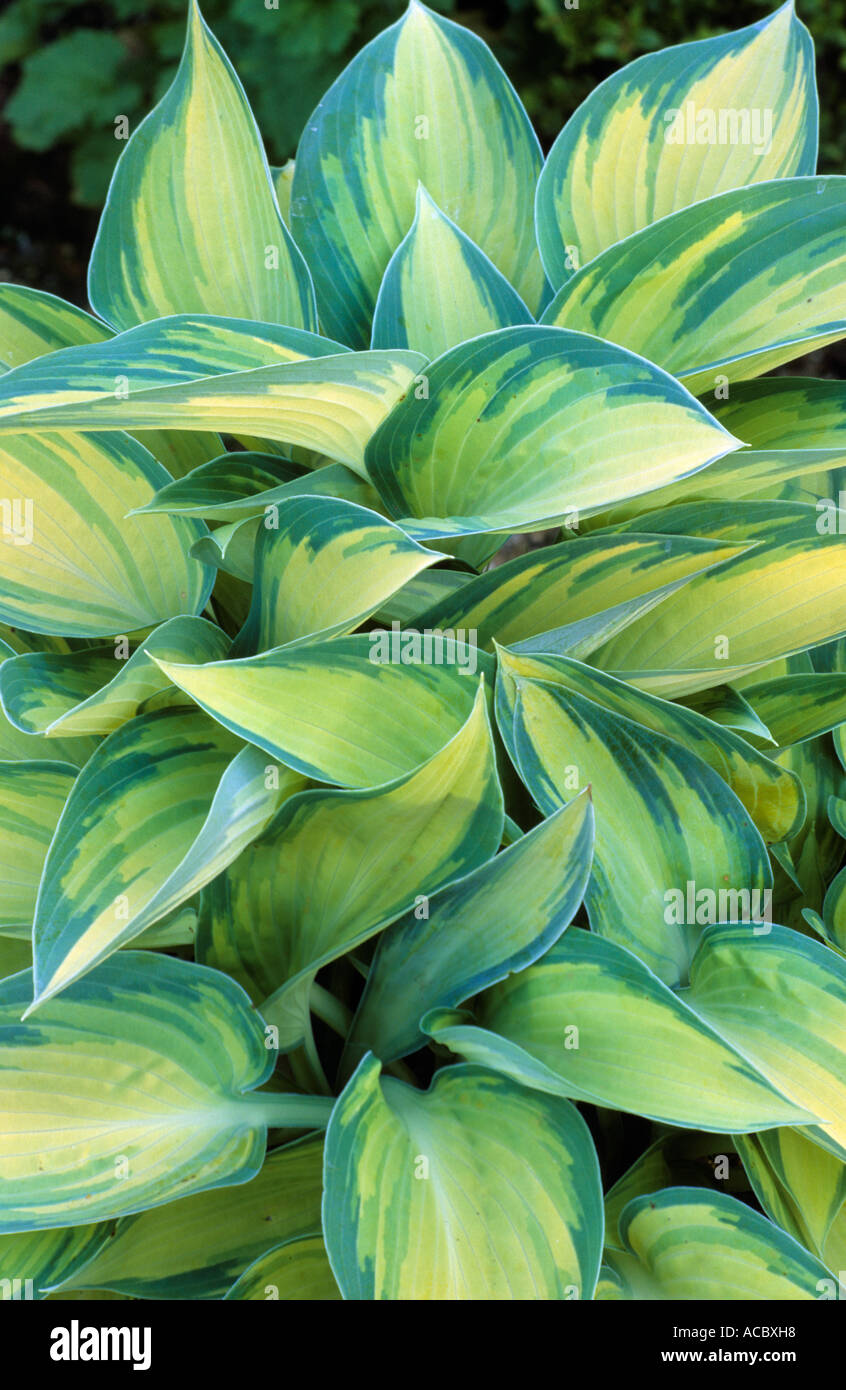 Hosta 'Juni', bunte Blattpflanze Hostas Stockfoto