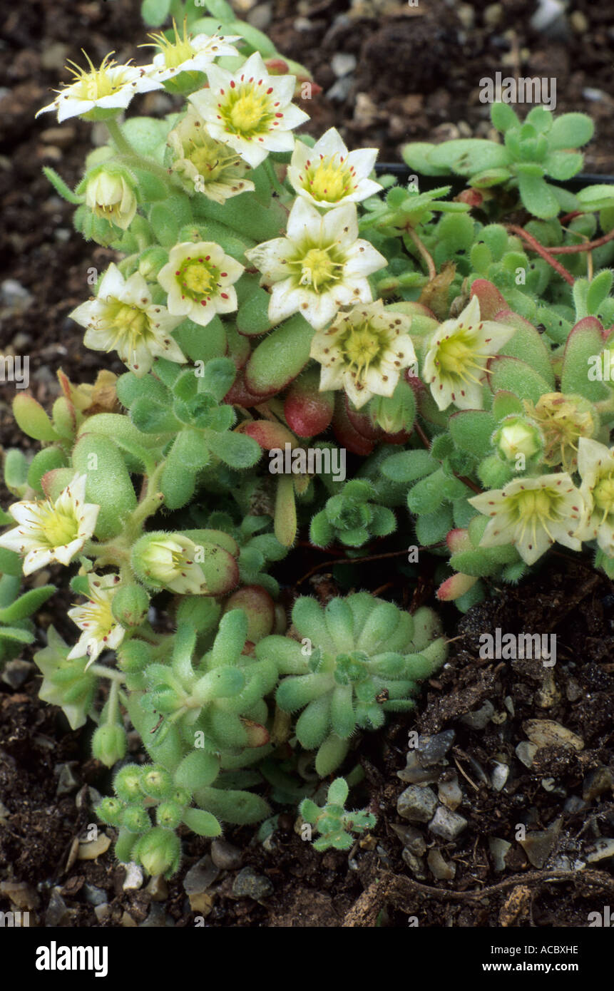 Rosularia Sedoides 'Alba' Stockfotografie - Alamy