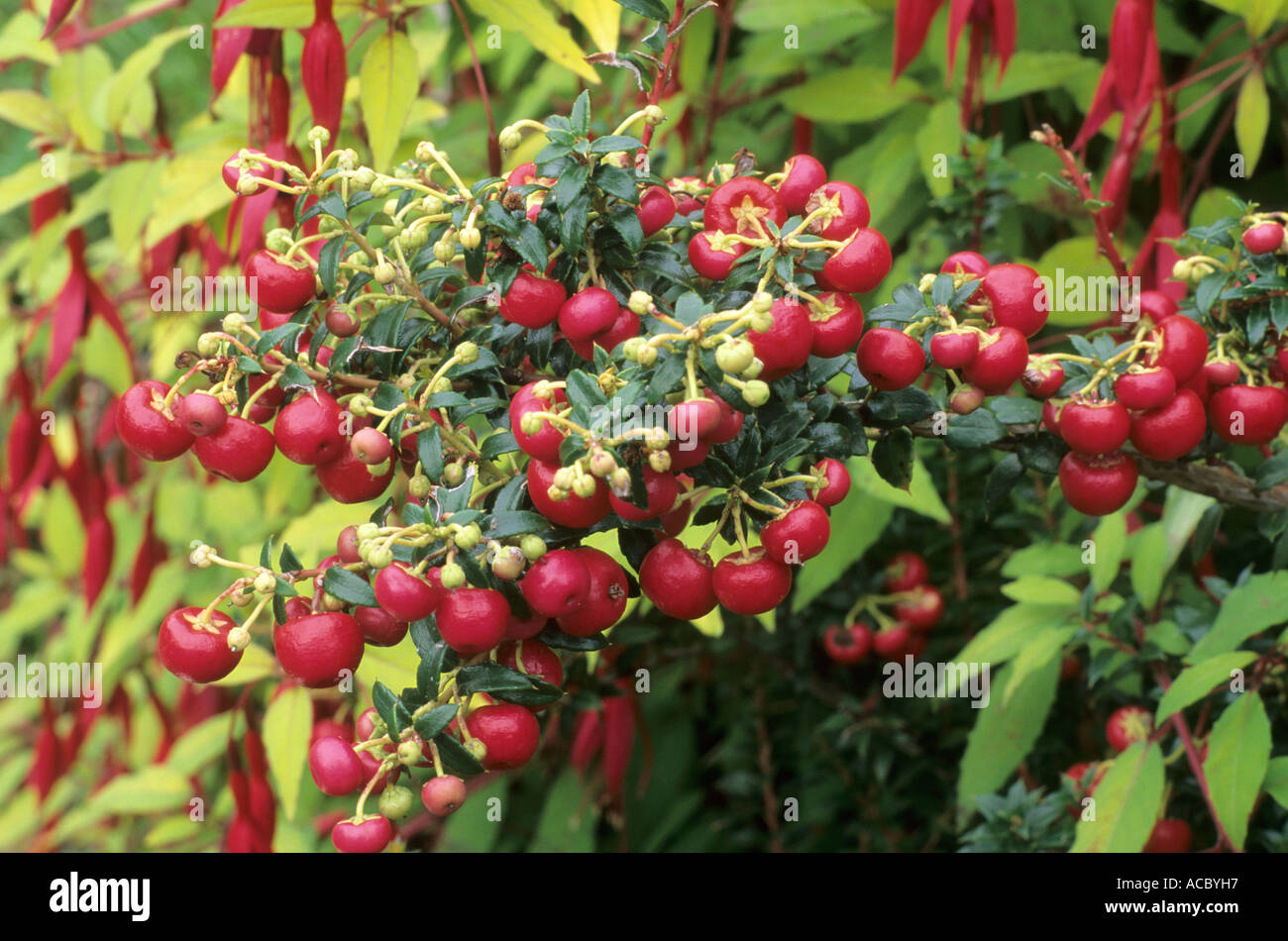 Callunen Mucronata Mucronata, Sy Pernettya und Fuchsia fehlt var. Gracilis "Aurea" gaultherias Stockfoto