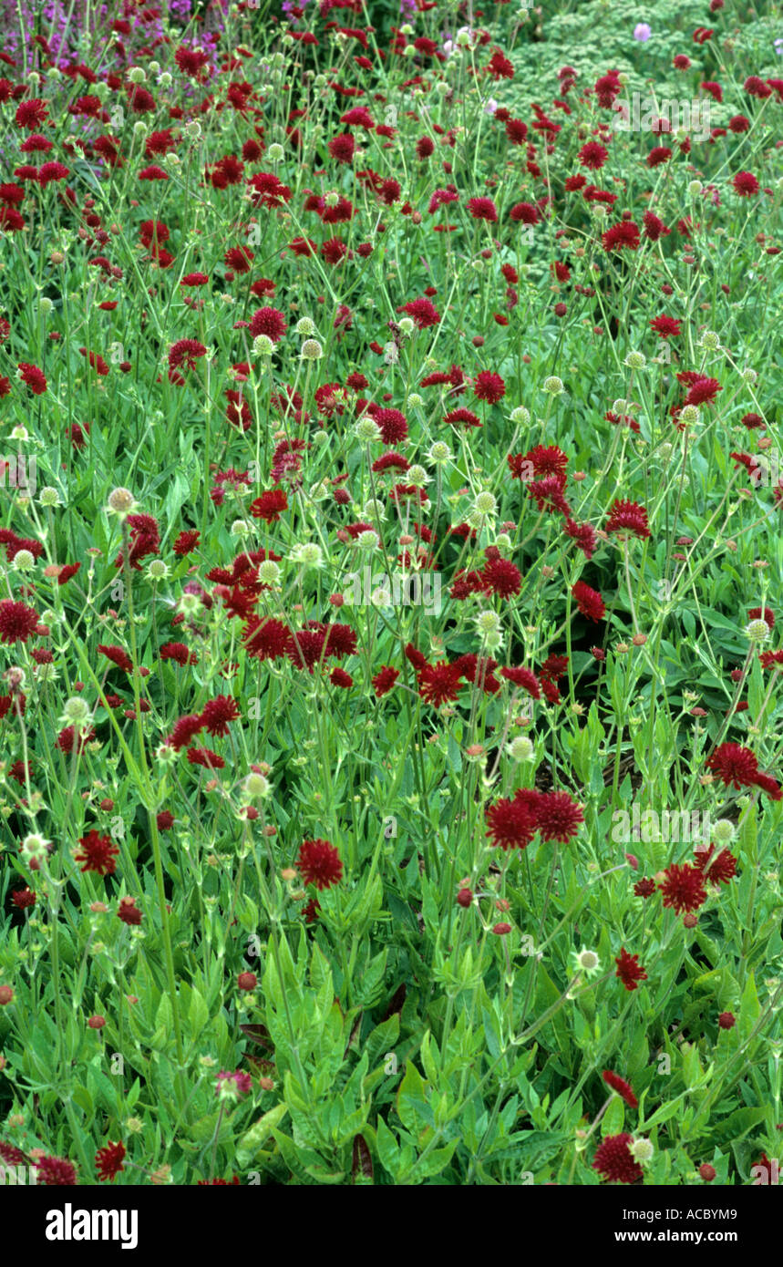 Knautia Mazedonien, Sy Scabiosa rumelica Stockfoto