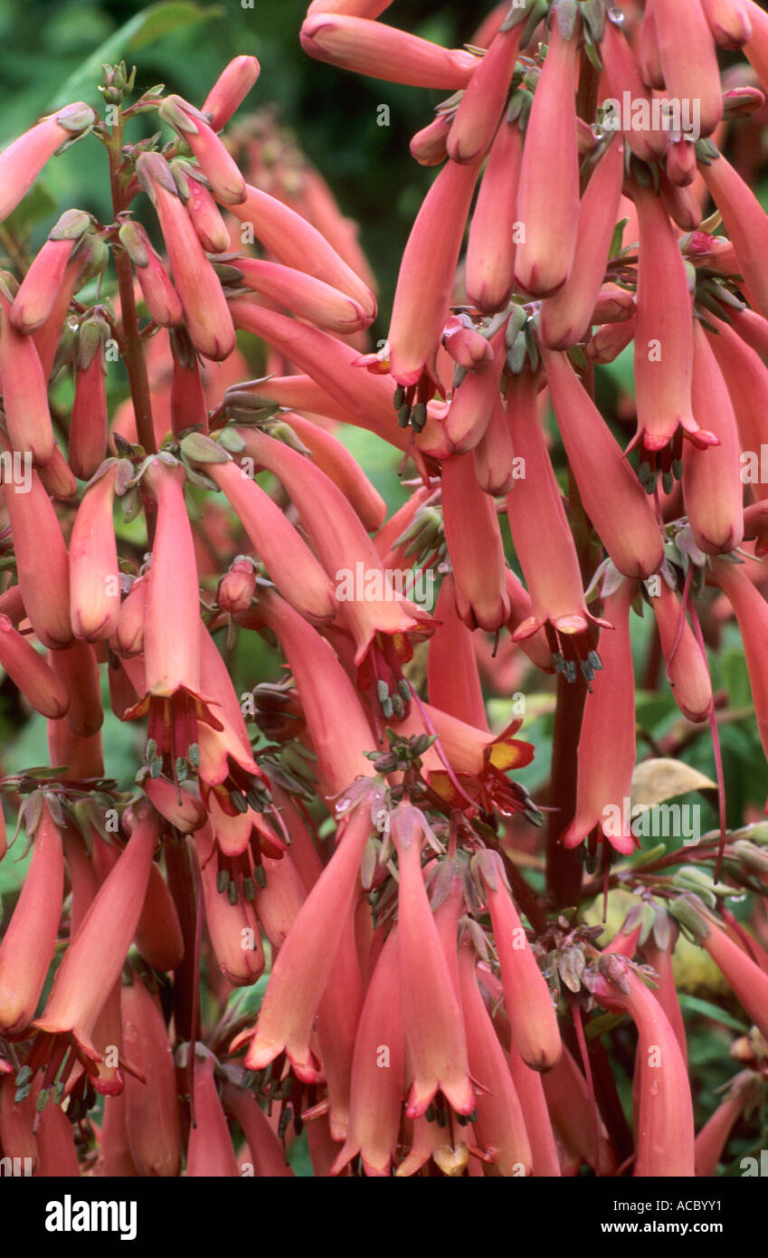 Phygelius "Trewidden Pink" Stockfoto