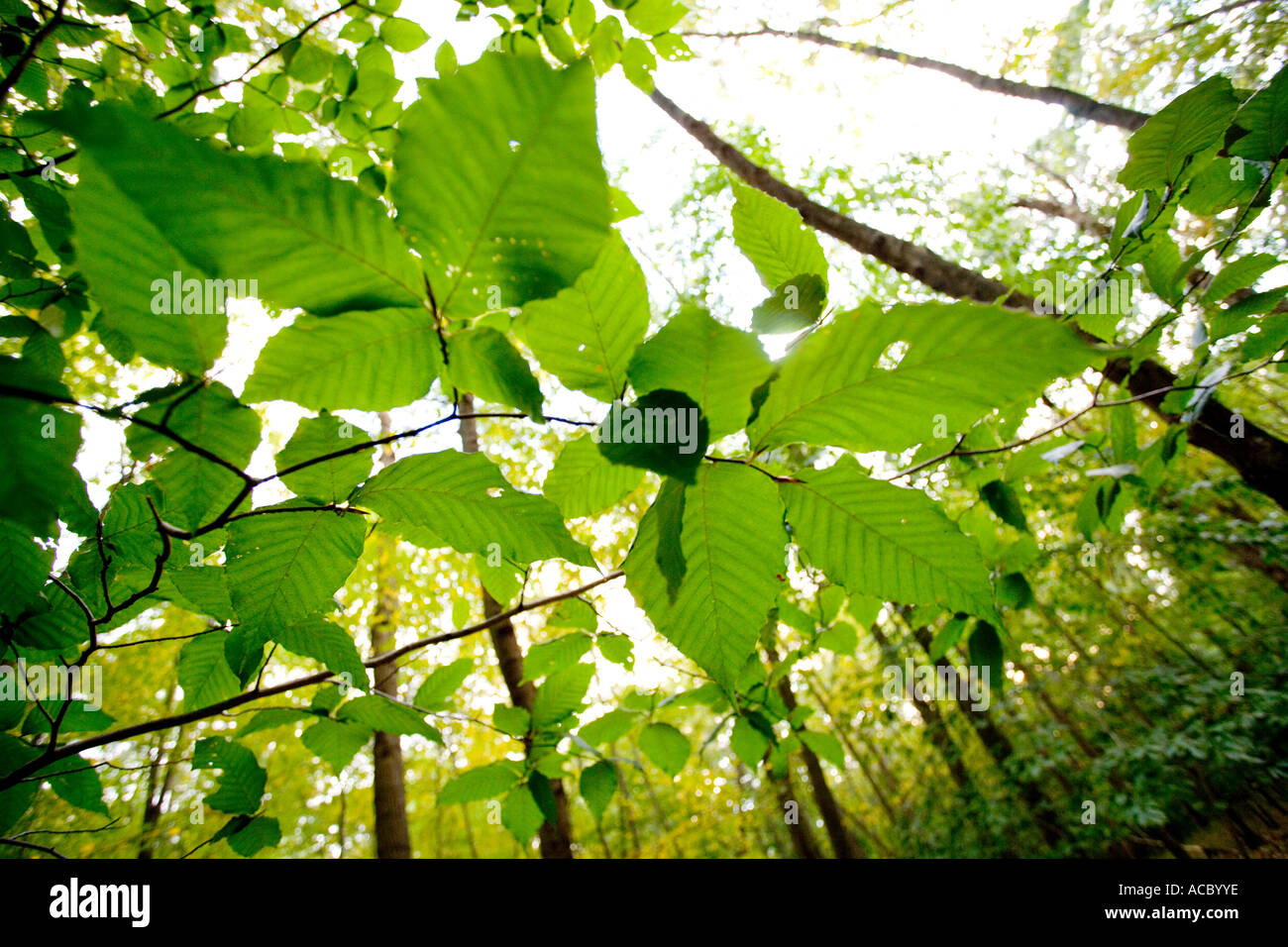 Natur Konzepte hell grüne Blätter mit Sonnenlicht durch sie in einem Wald von Neu-England Stockfoto