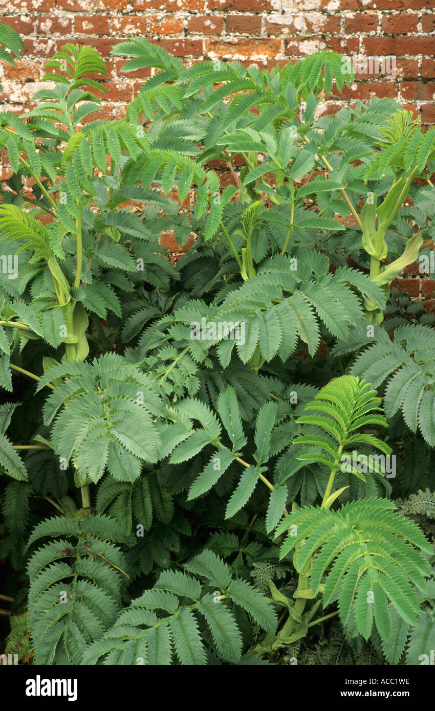 Melianthus Major, Honigbusch, Blattpflanze Stockfoto