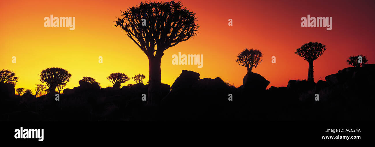 Köcher Baum Namibia Stockfoto