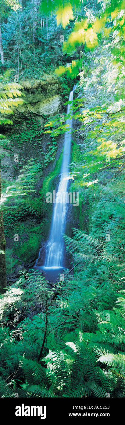 Marymere Falls im Olympic Nationalpark USA Stockfoto