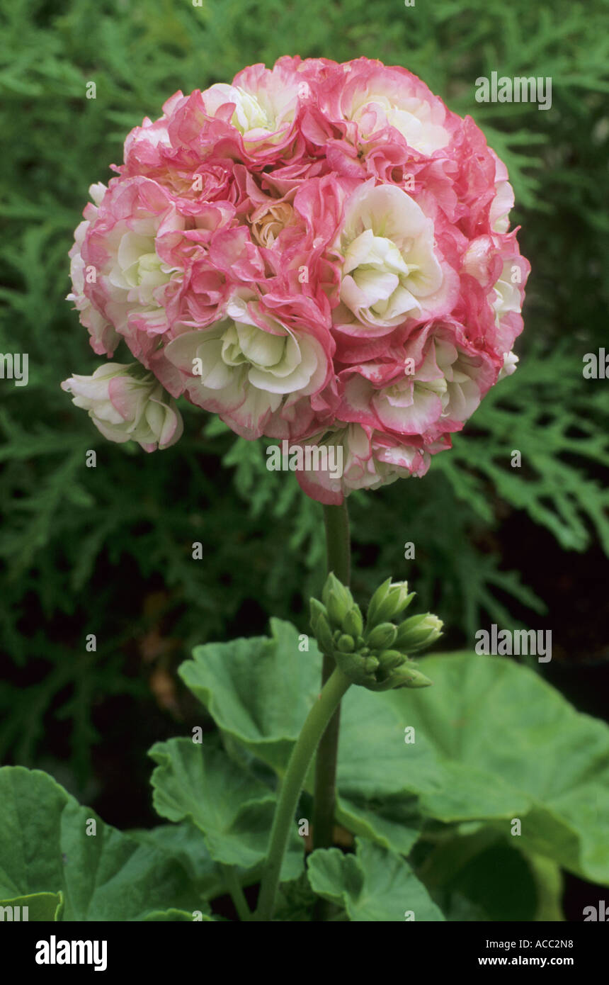 Pelargonien Apple Blossom Rosebud zonale Zwerg Stockfoto