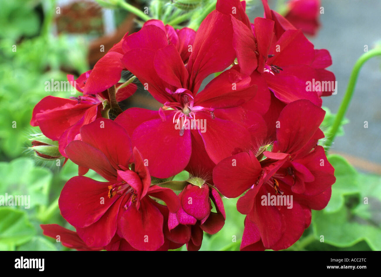 Pelargonien Lulu Efeu Endivie Stockfoto