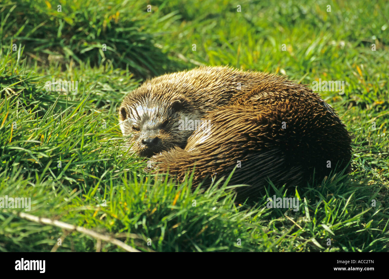 Fischotter Lutra Lutra zusammengerollt einige Gras am Ufer eines Flusses schlafen in England UK Stockfoto