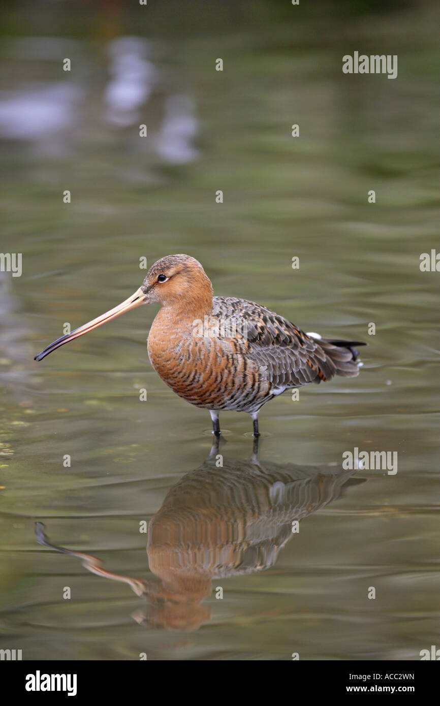 Schwarz-angebundene Uferschnepfe Limos Limosa stehend im Wasser in Norfolk England UK Stockfoto