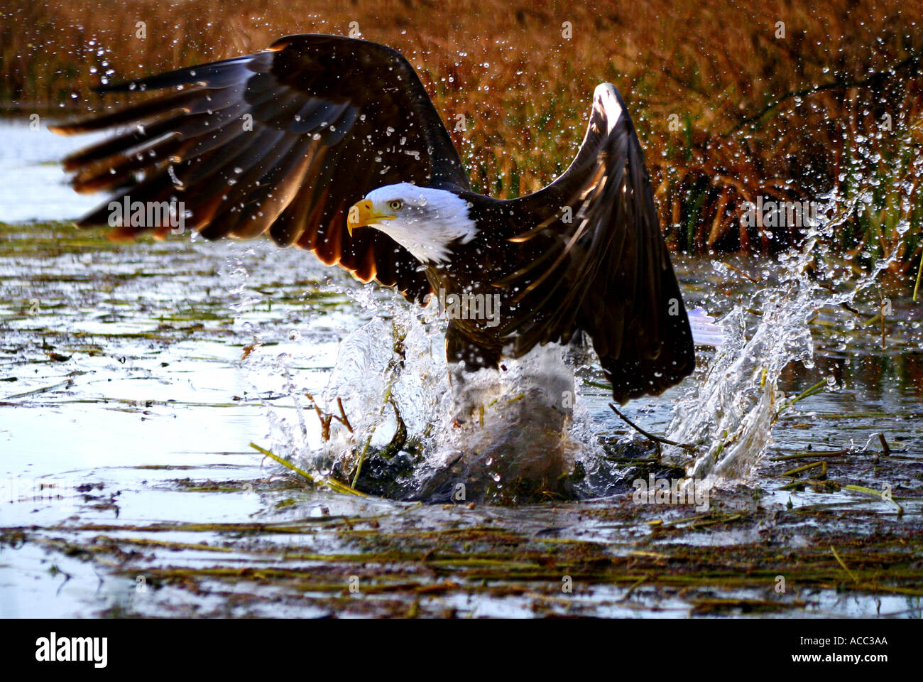 Ein Weißkopfseeadler einen Fisch fangen Stockfoto