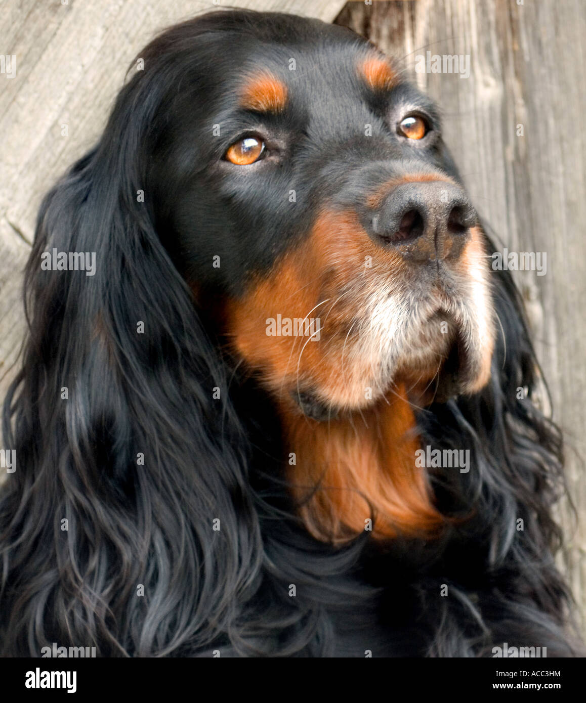 Porträt von Gordon Setter Kopf Nahaufnahme mit abstrakten Hintergrund Stockfoto