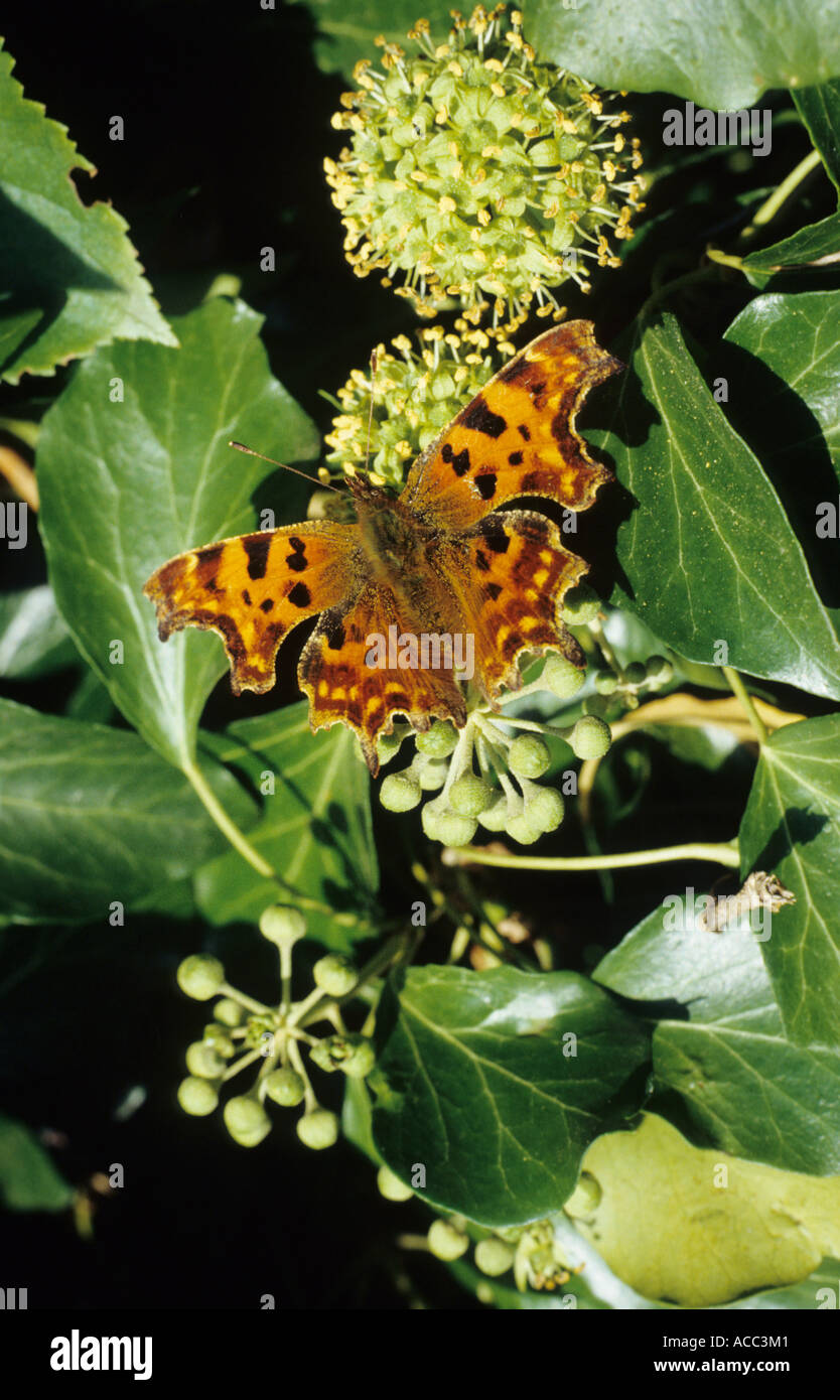 elefantenfuß allergie Elefantenfuß (Beaucarnea recurvata) kaufen