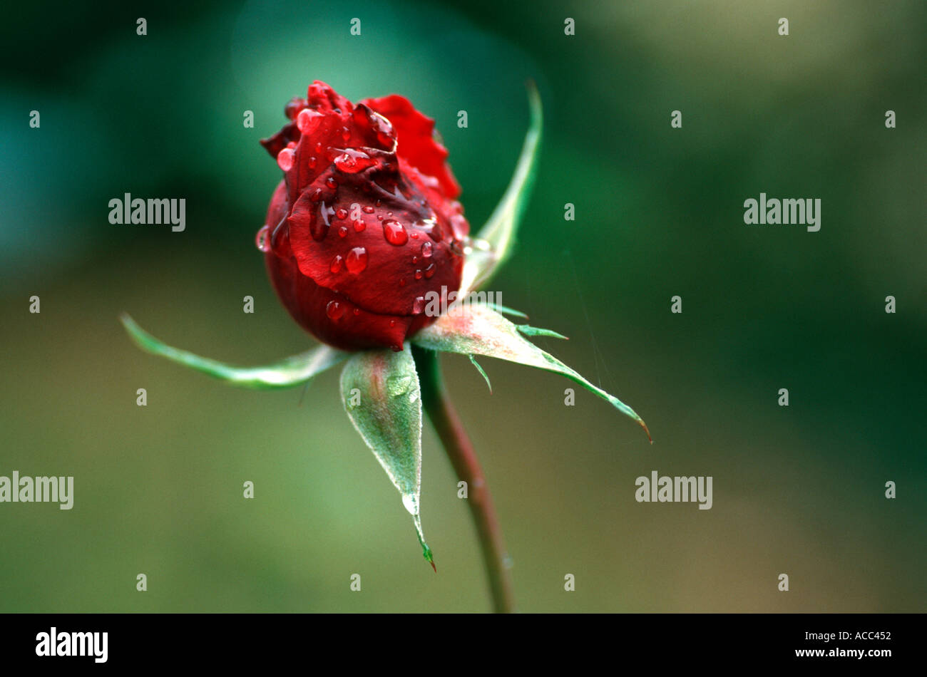 rote rose mit Tautropfen Stockfoto