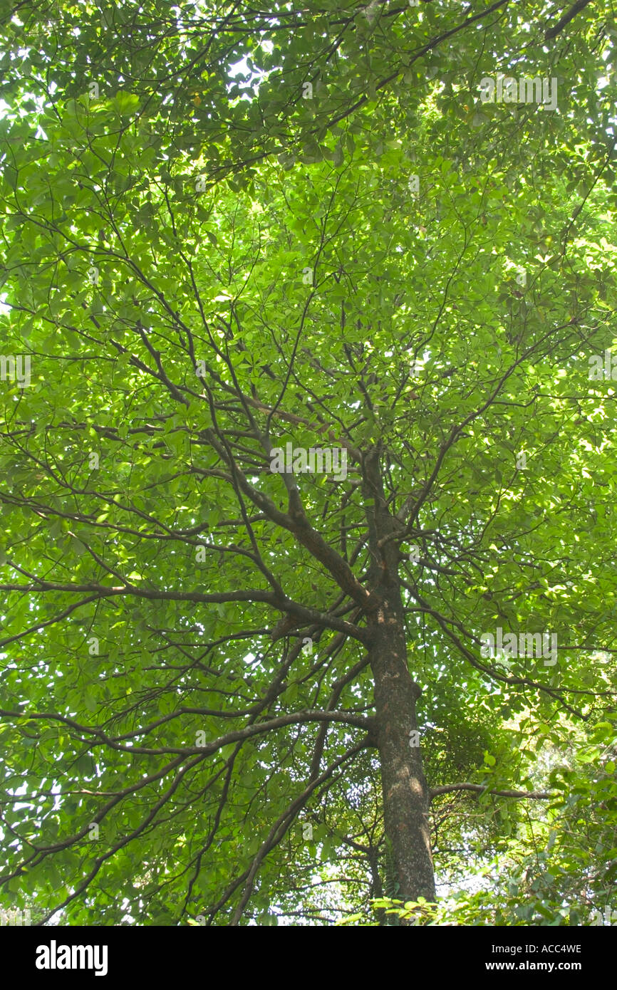 großen grünen tropischen Baum Stockfoto