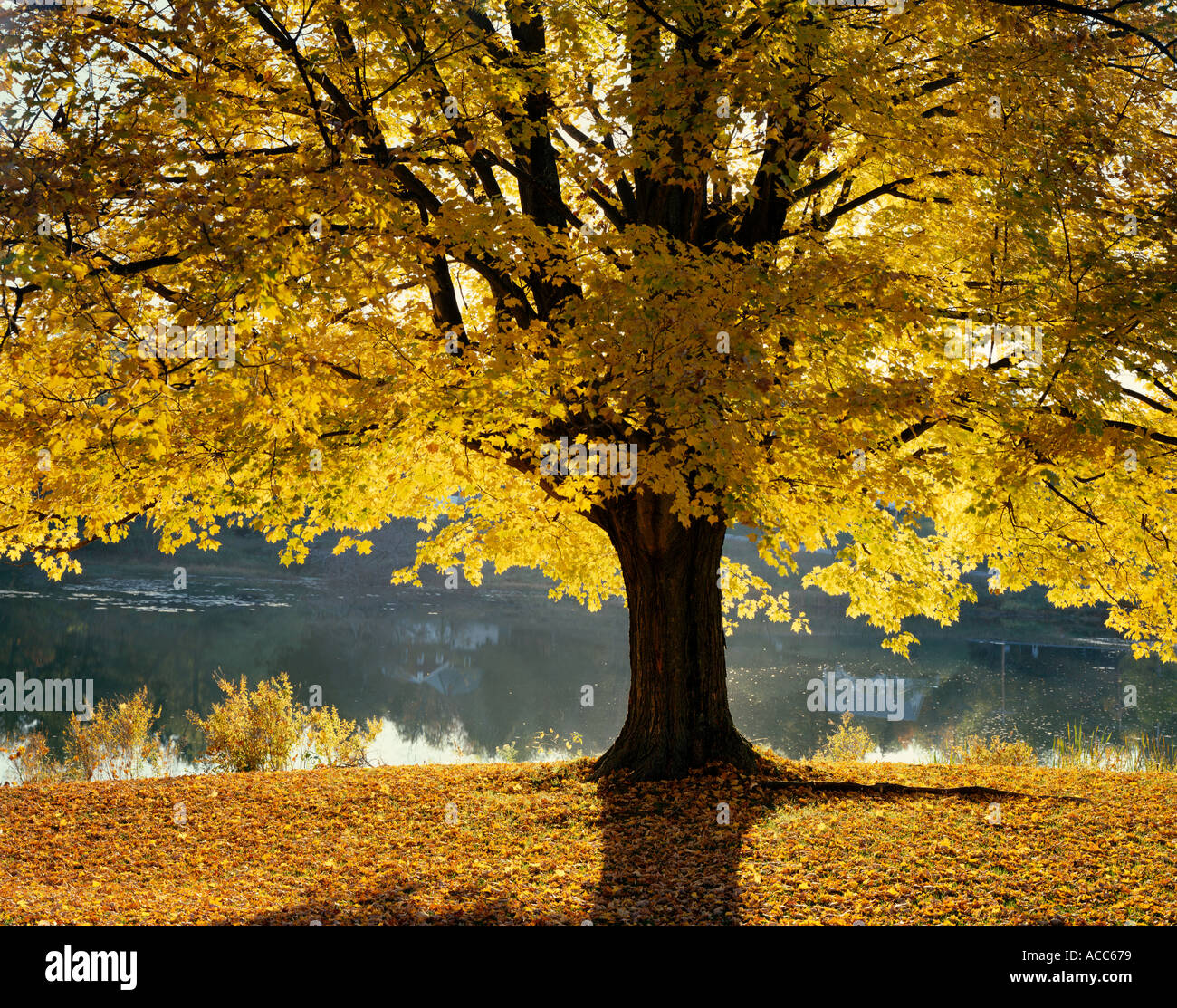 Großbaum Teich im Herbst Laub in Vermont USA Stockfoto
