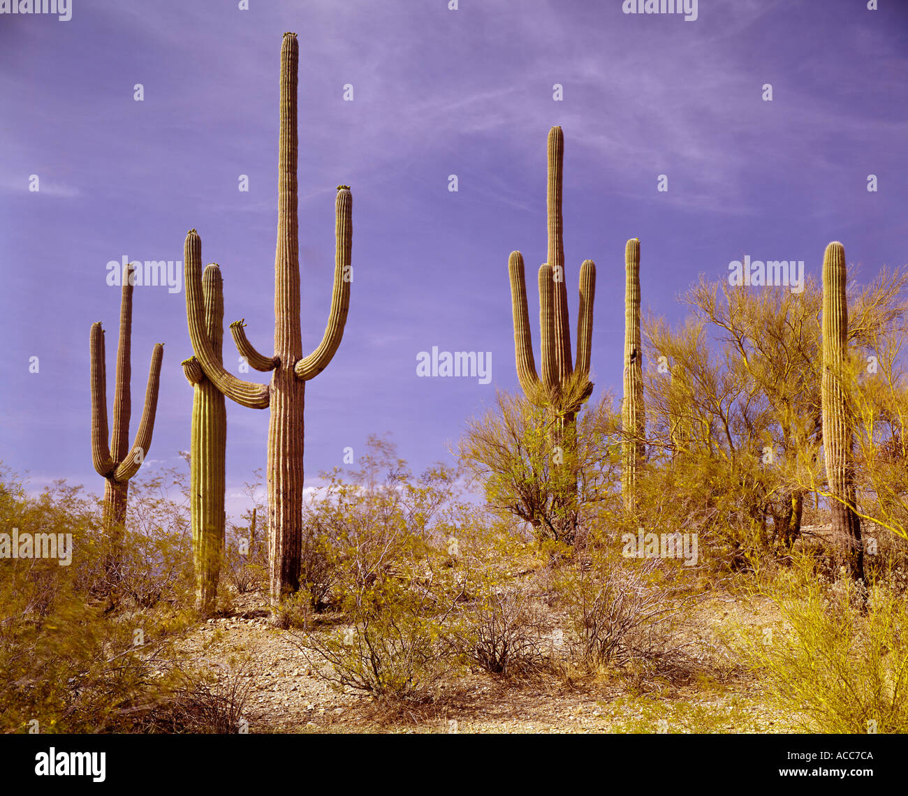 Saguaro-Kaktus in eine Wüste von Arizona USA Stockfoto