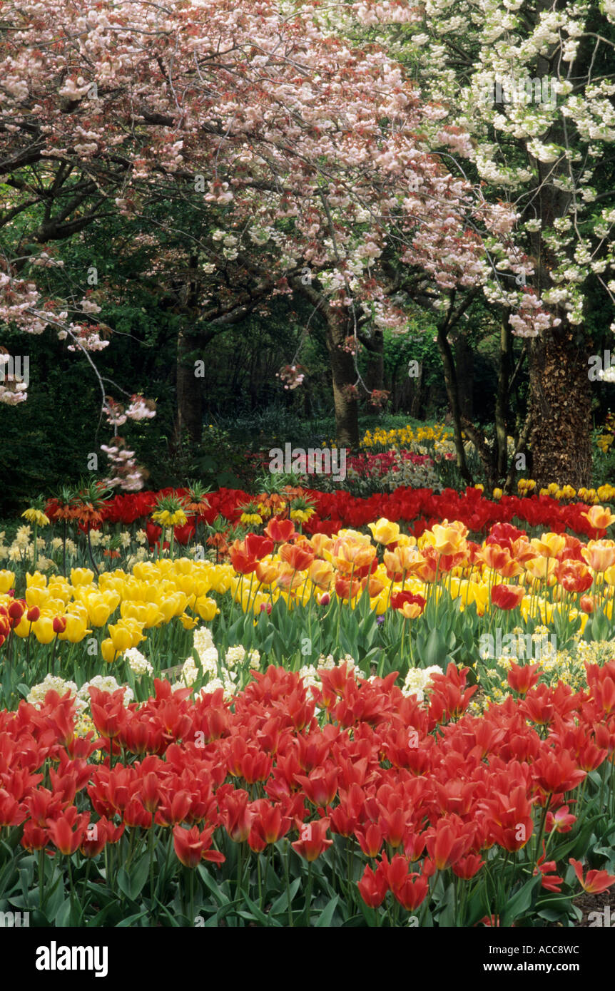 Frühlings-Blumenzwiebeln und Blossom Stockfoto