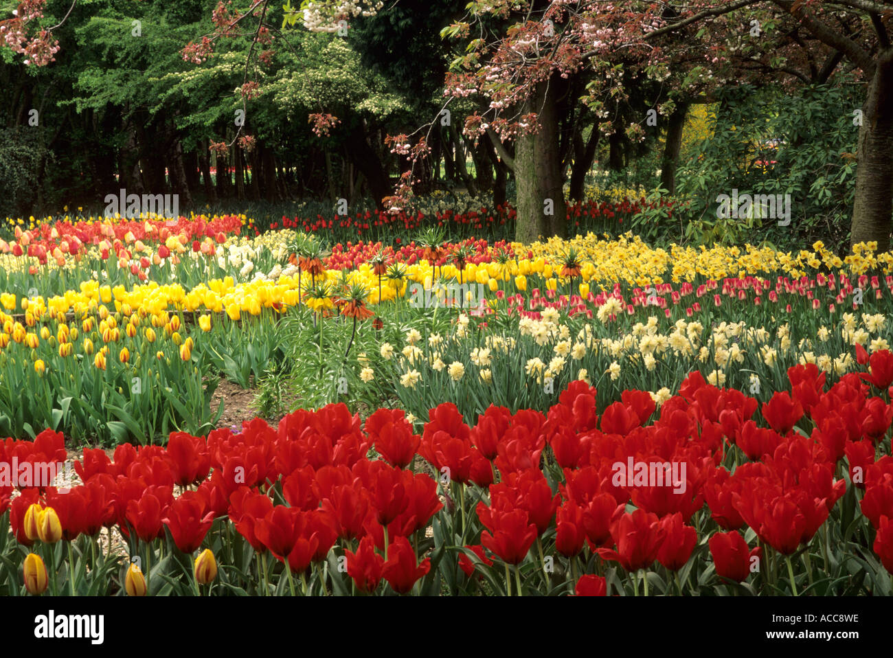 Frühlingsgarten, Tulipa, Narzisse, Prunus Blossom Stockfoto