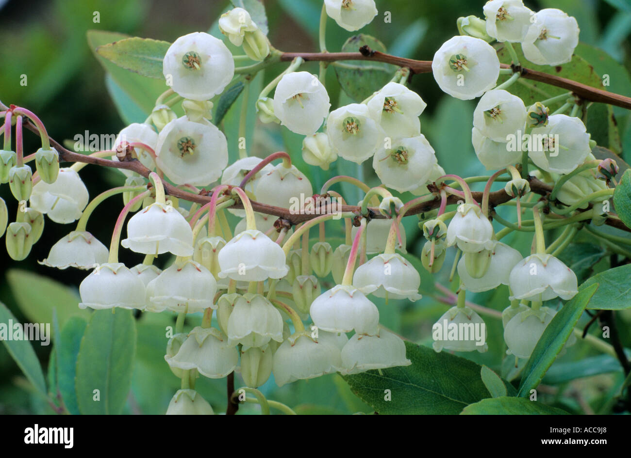 Zenobia Pulverulenta, weiß, duftend, Glocke geformte Blüten, Gartenpflanze Stockfoto
