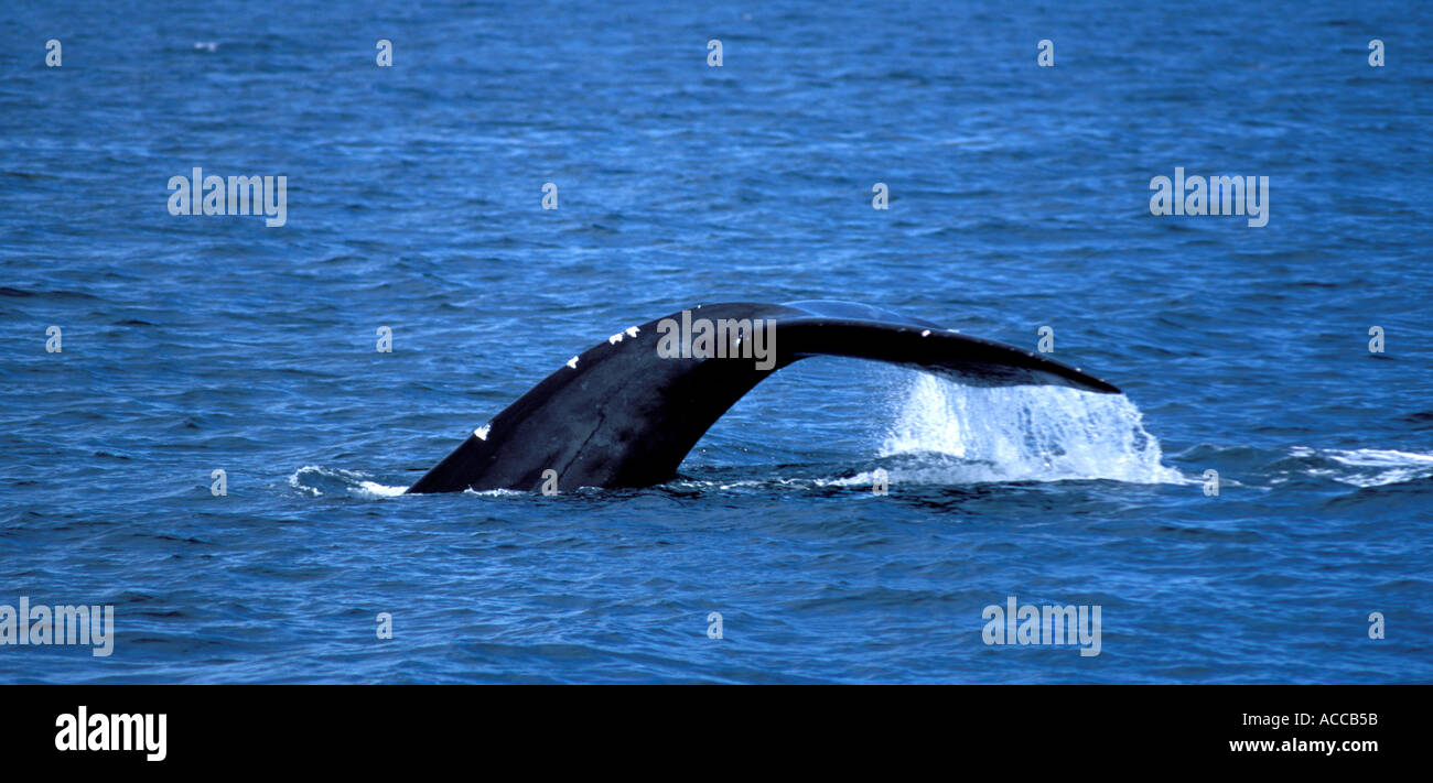 North Atlantic Right Whale Tauchen in der Bay Of Fundy zwischen Nova Scotia und New Brunswick Kanada Tail und fallenden Wassers Stockfoto