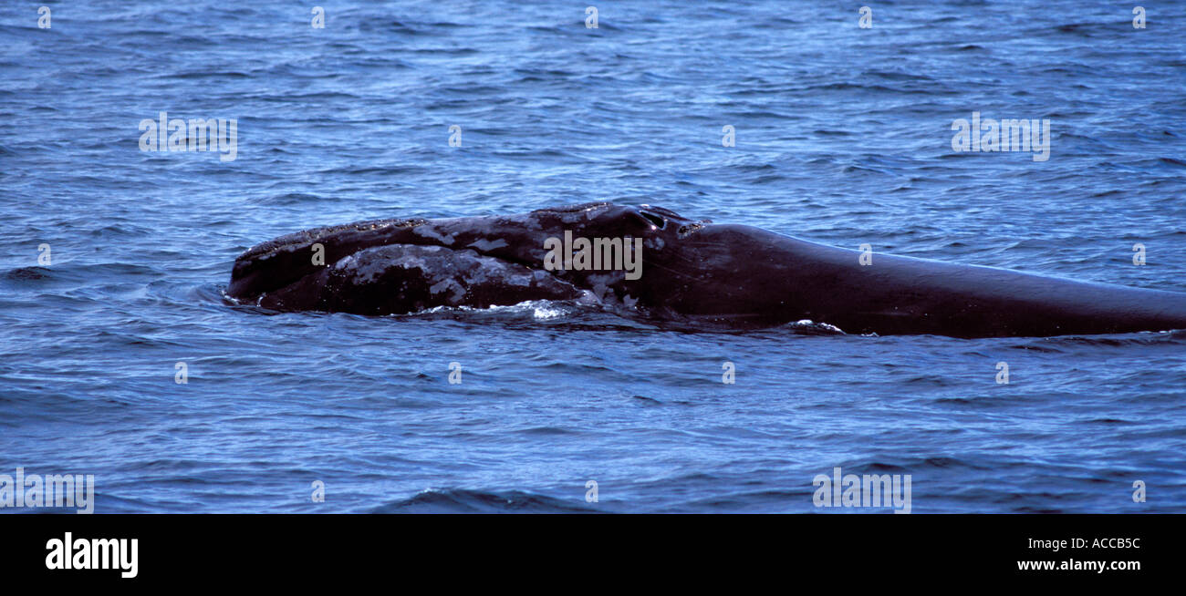 North Atlantic Right Whale Tauchen in der Bay Of Fundy zwischen Nova Scotia und New Brunswick, Kanada Stockfoto