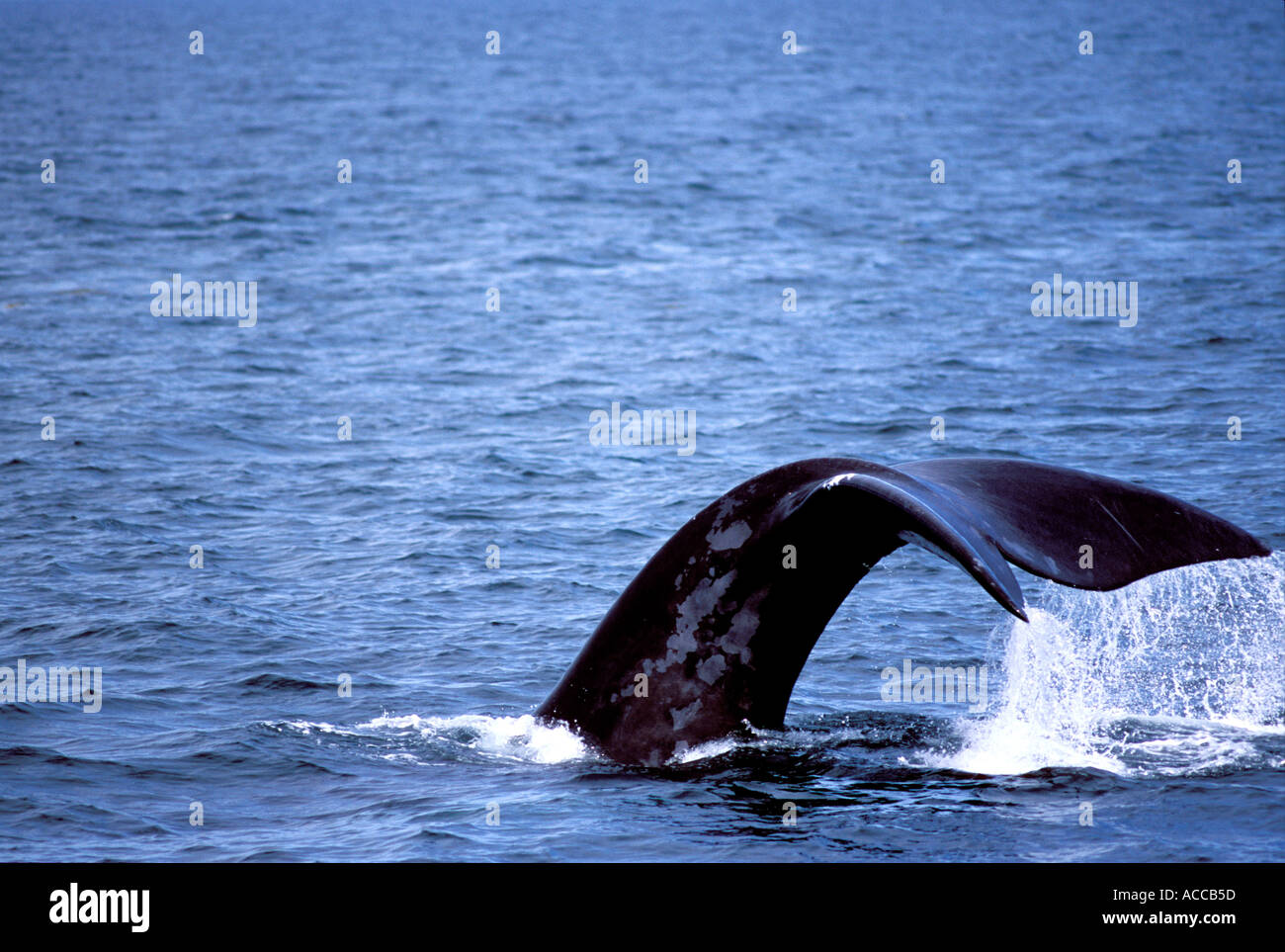 North Atlantic Right Whale Tauchen in der Bay Of Fundy zwischen Nova Scotia und New Brunswick Kanada Tail und fallenden Wassers Stockfoto