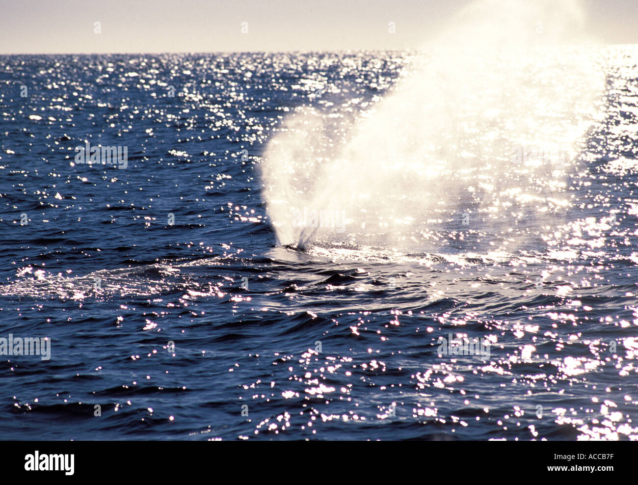 North Atlantic Right Whale Tauchen in der Bay Of Fundy zwischen Nova Scotia und New Brunswick Kanada Tail und fallenden Wassers Stockfoto