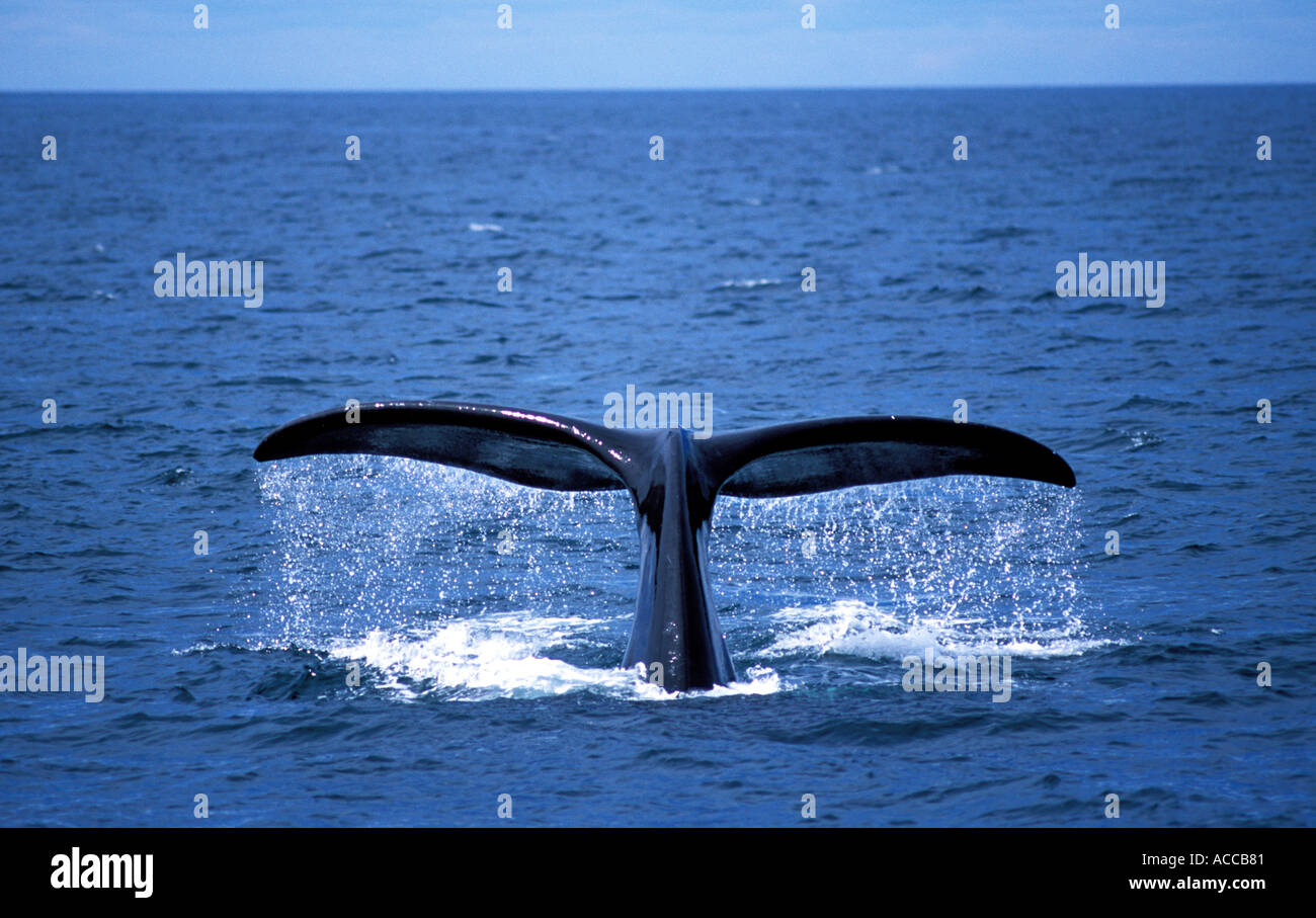 North Atlantic Right Whale Tauchen in der Bay Of Fundy zwischen Nova Scotia und New Brunswick Kanada Tail und fallenden Wassers Stockfoto