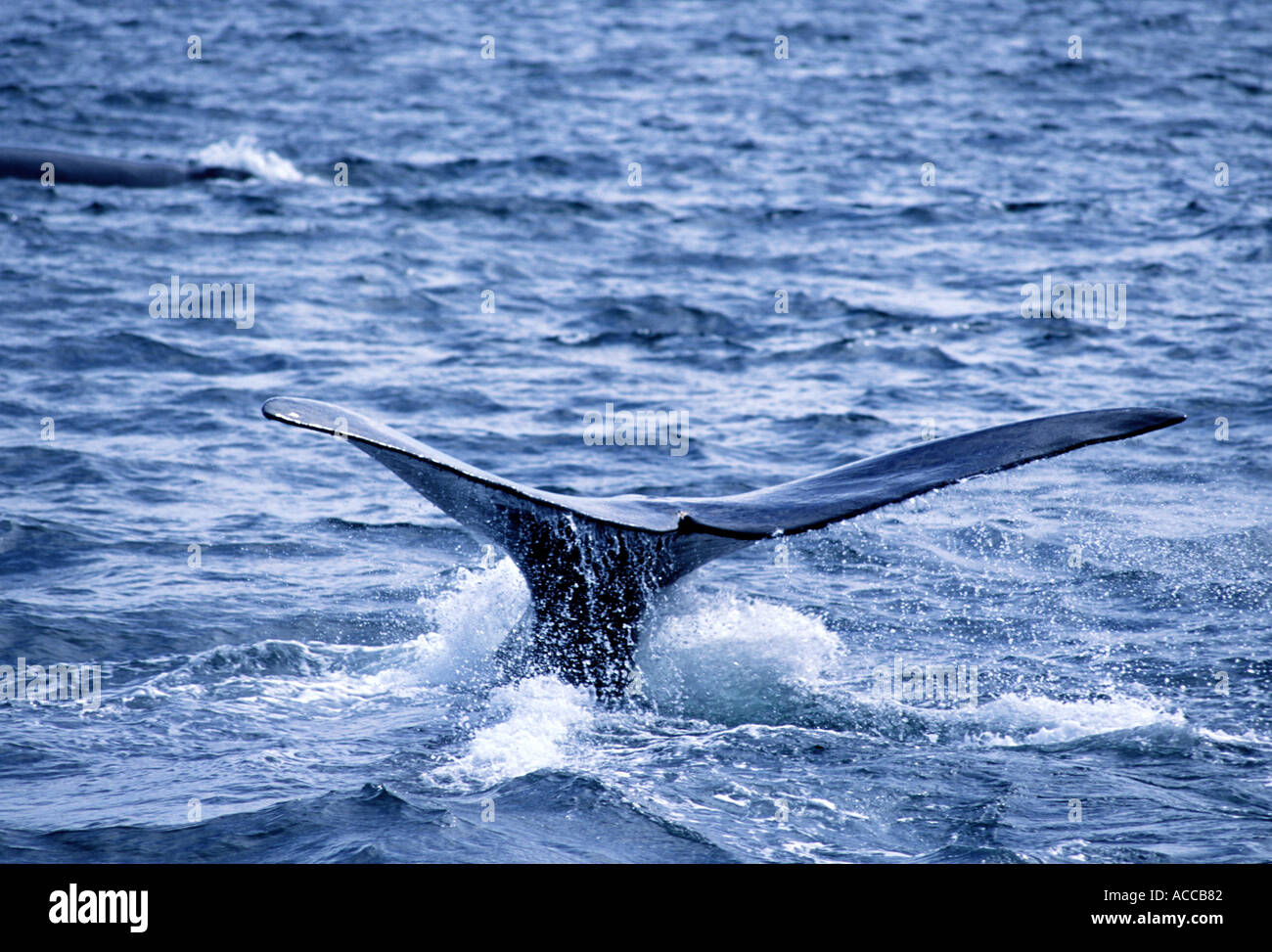 North Atlantic Right Whale Tauchen in der Bay Of Fundy zwischen Nova Scotia und New Brunswick Kanada Tail und fallenden Wassers Stockfoto