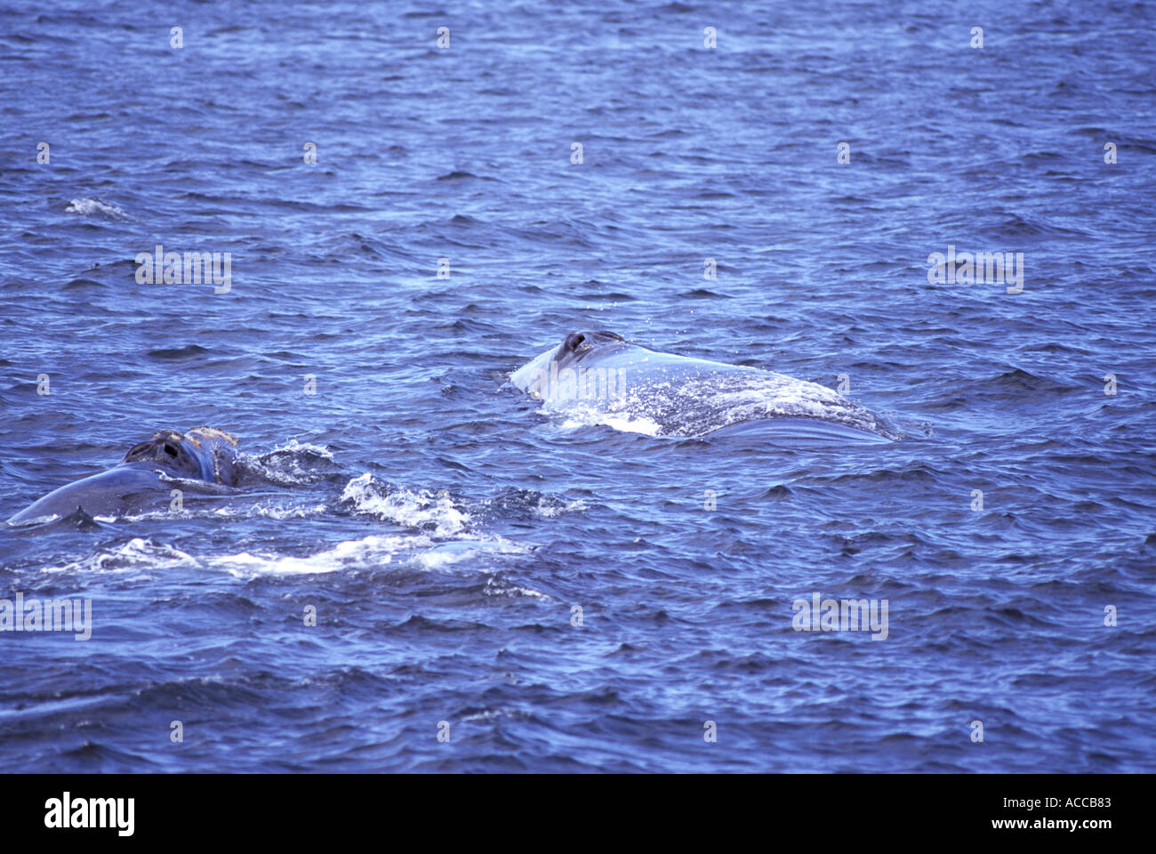 North Atlantic Right Whale Tauchen in der Bay Of Fundy zwischen Nova Scotia und New Brunswick Kanada Tail und fallenden Wassers Stockfoto