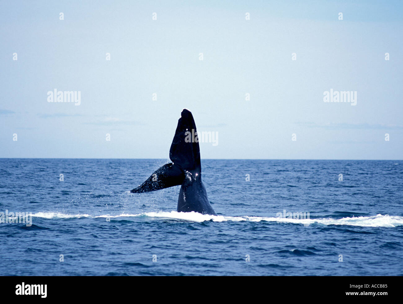 North Atlantic Right Whale Tauchen in der Bay Of Fundy zwischen Nova Scotia und New Brunswick Kanada Tail und fallenden Wassers Stockfoto