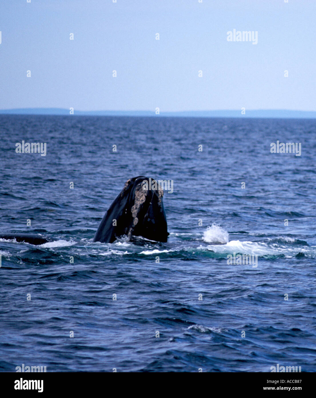 North Atlantic Right Whale Tauchen in der Bay Of Fundy zwischen Nova Scotia und New Brunswick Kanada Tail und fallenden Wassers Stockfoto