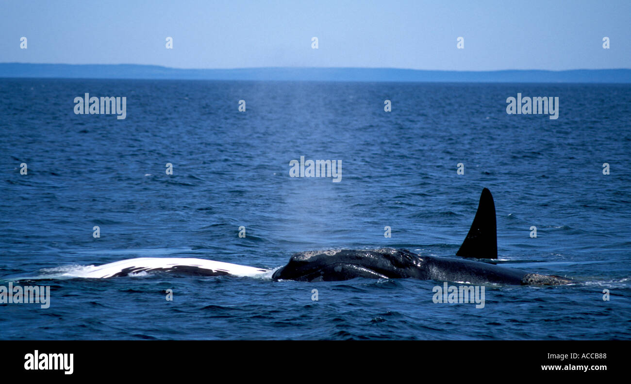 North Atlantic Glattwale Paarung in der Bay of Fundy Canada Stockfoto