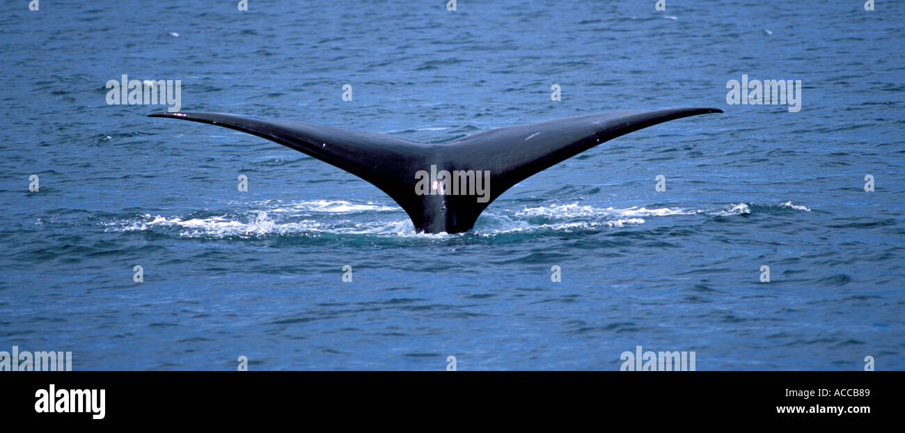 North Atlantic Right Whale Tauchen in der Bay Of Fundy zwischen Nova Scotia und New Brunswick Kanada Tail und fallenden Wassers Stockfoto