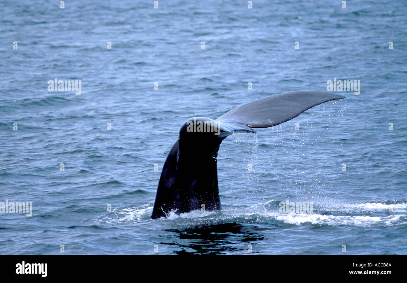 North Atlantic Right Whale Tauchen in der Bay Of Fundy zwischen Nova Scotia und New Brunswick Kanada Tail und fallenden Wassers Stockfoto