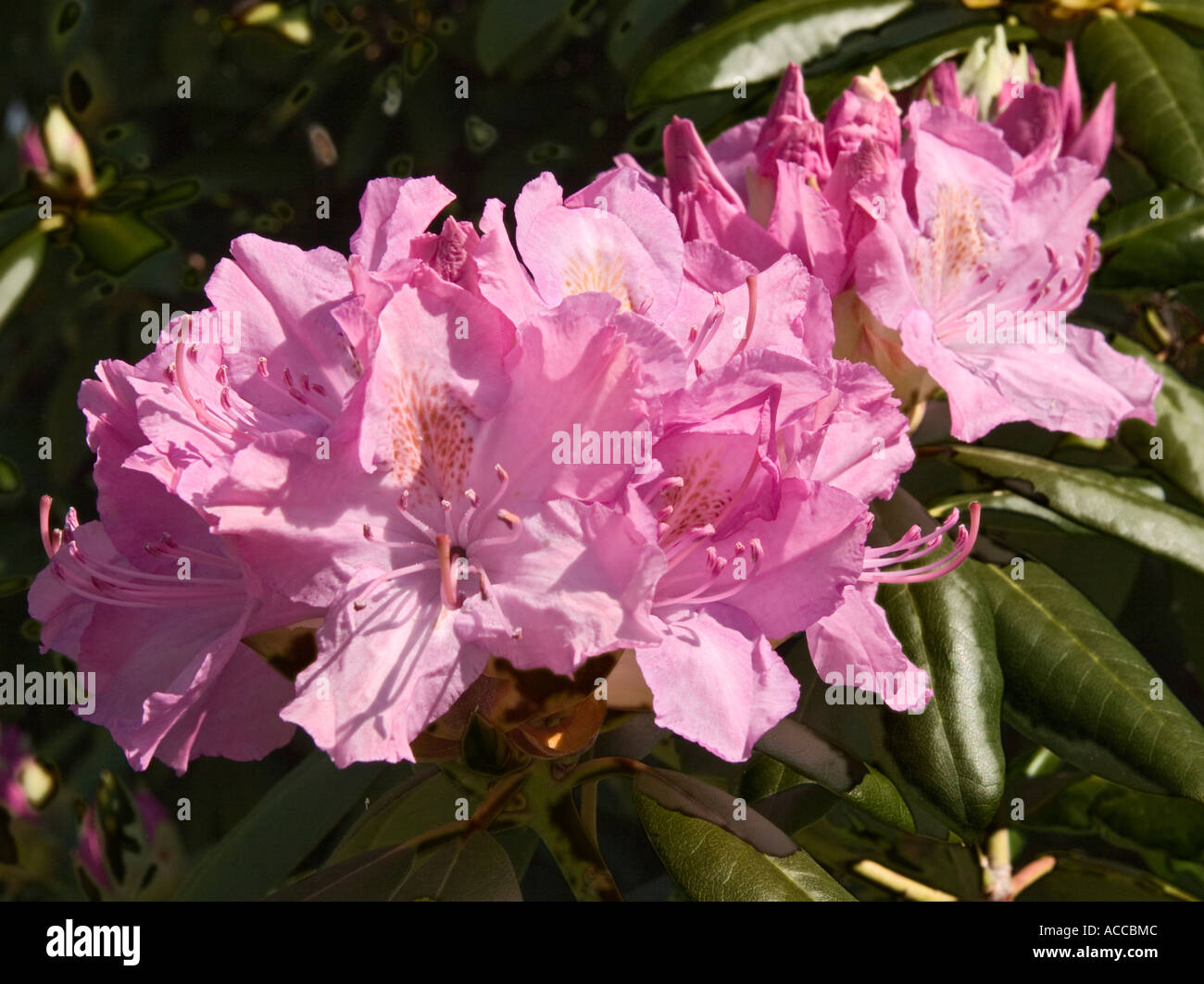 Rhododendren in voller Blüte Stockfoto