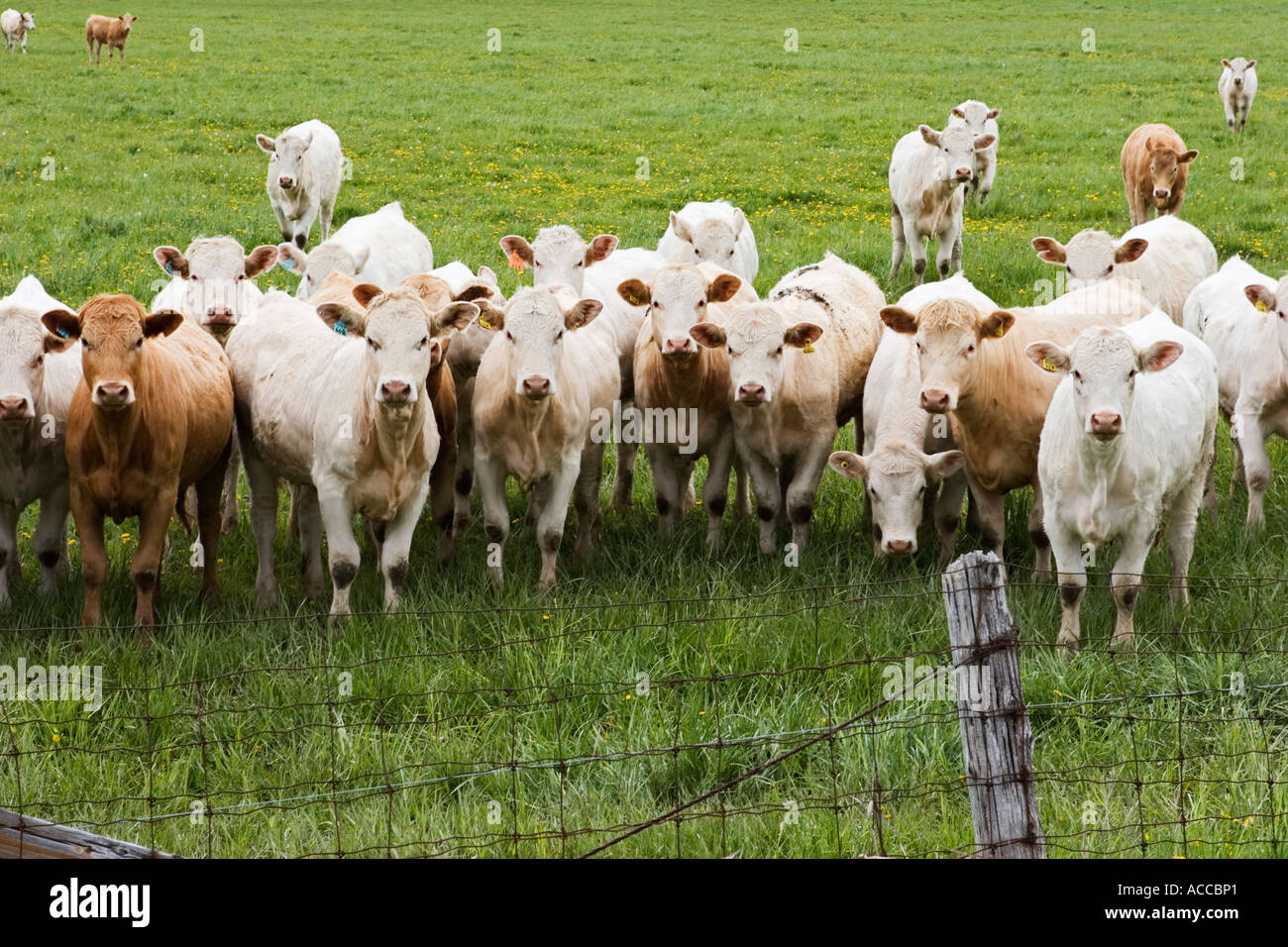 Neugierige Kühe Stockfoto