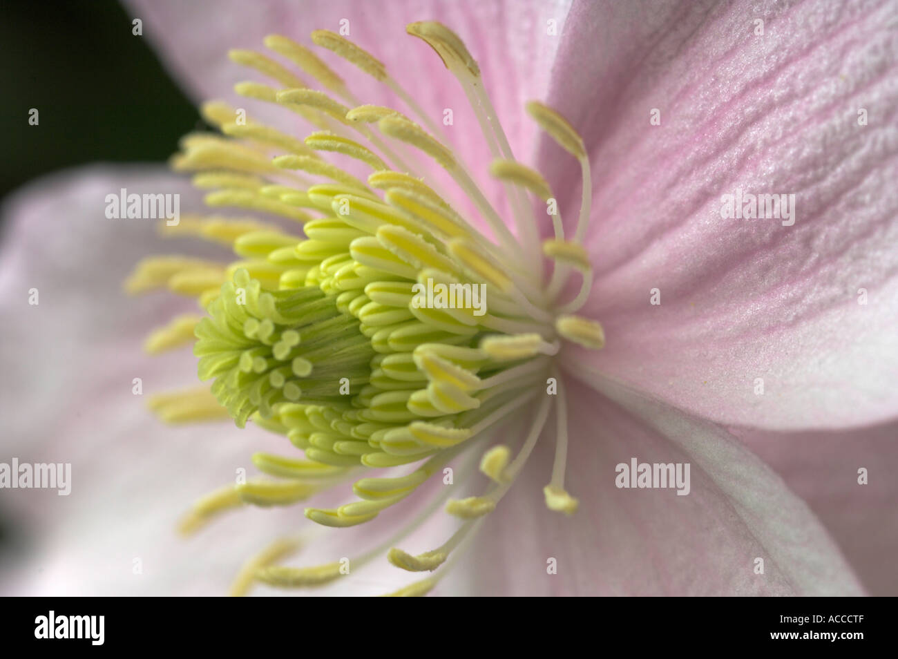 Nahaufnahme von Clematis Montana Blume Stockfoto