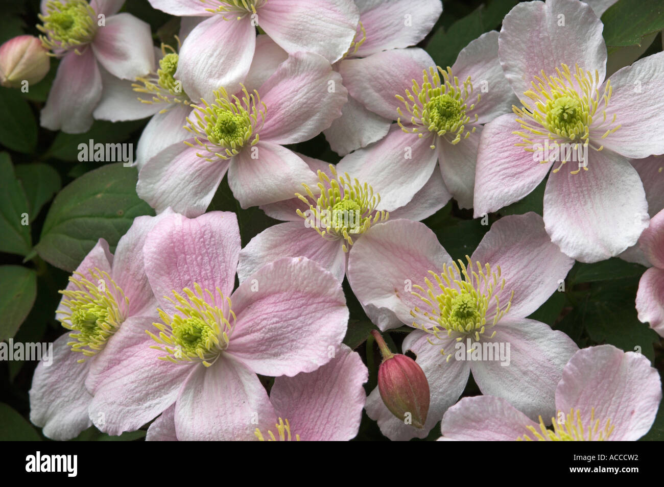 Nahaufnahme von Gruppe von Clematis Montana Blumen Stockfoto