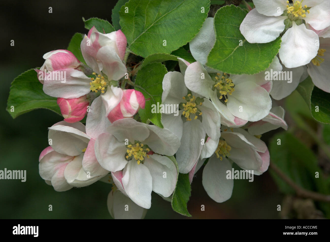 Apfelblüten im Frühling erblühen kommen Stockfoto